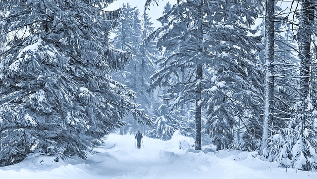 skier in snowy forest