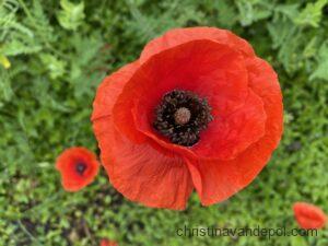 Close up photo of bright red poppy flower, Papaver somniferum, a source of drugs that can result in an opioid overdose, in a field