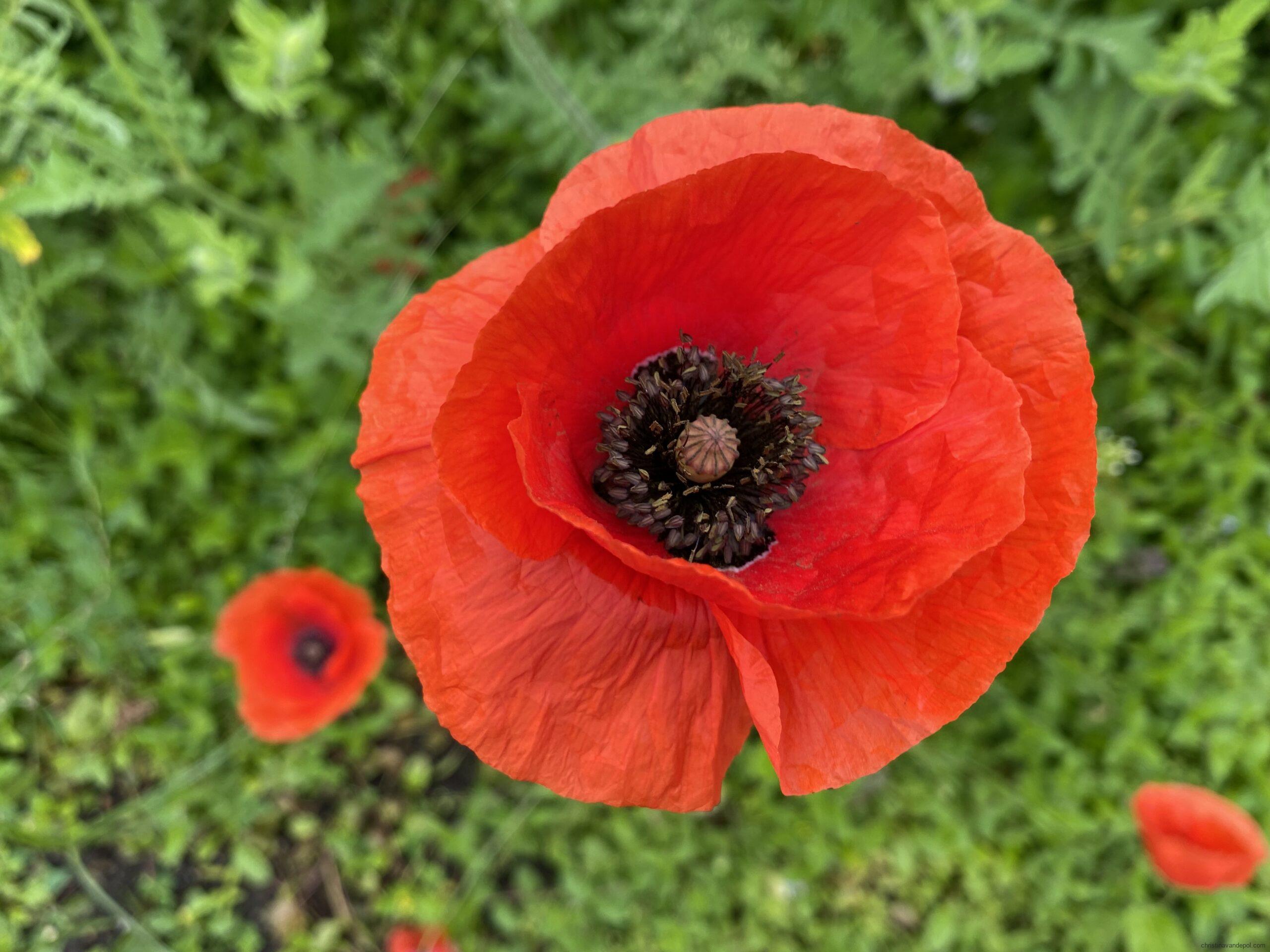 Close up photo of bright red poppy flower, Papaver somniferum, a source of drugs that can result in an opioid overdose, in a field