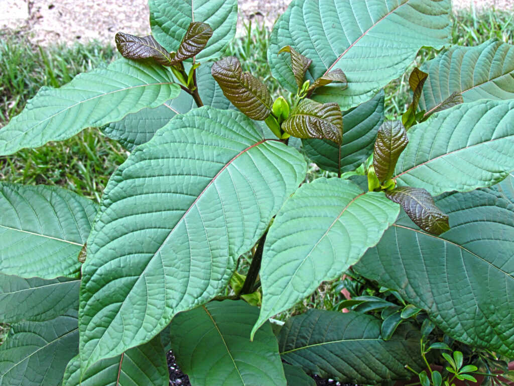 Photo showing leaves of the Mitragyna speciosa tree